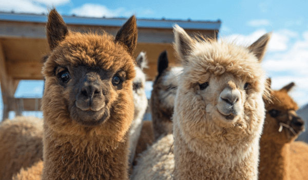 Alpacas found at Travelodge lost property